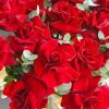 красные розы Королев