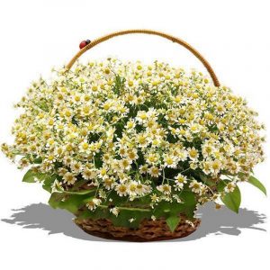 Букет с ромашками 28