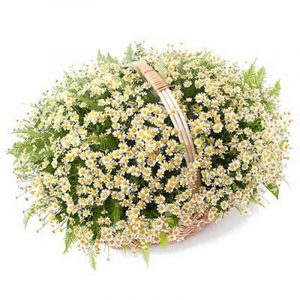 Корзина с ромашками 25