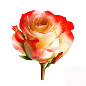 Одна разноцветная роза